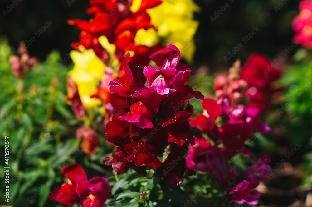 Beautiful garden snapdragon flower is blooming Beautiful garden snapdragon flower is blooming