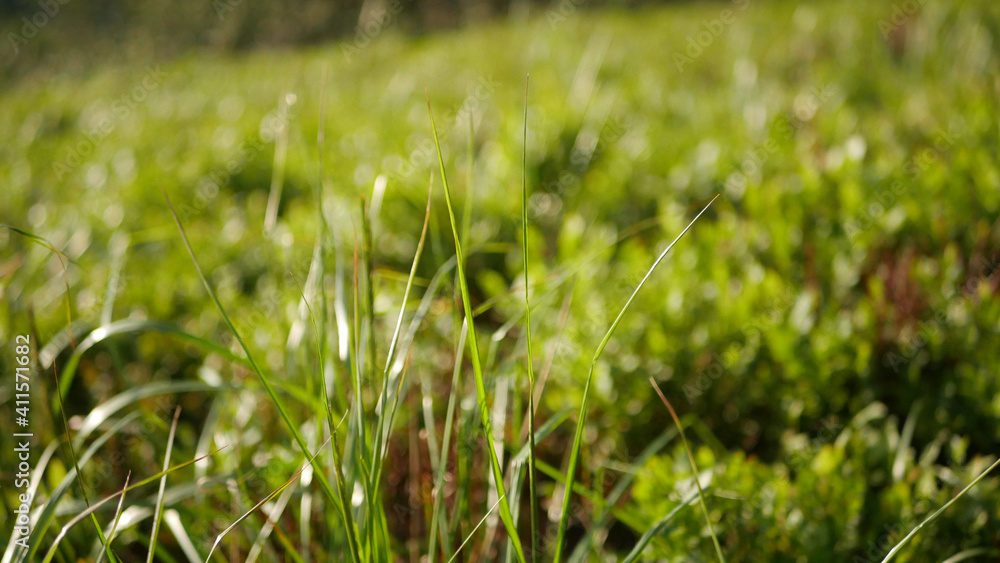 green grass background