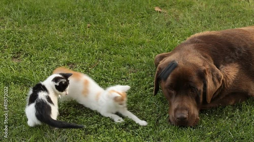 Small playful house kitten playing in garden, the chocolate brown labrador lying next to him