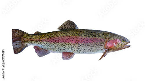 Obraz na plátně Rainbow trout salmon fish isolated on white background