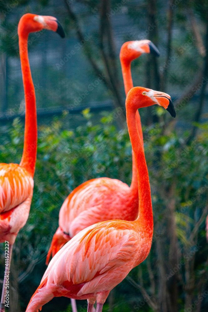 Obraz premium Flamingo