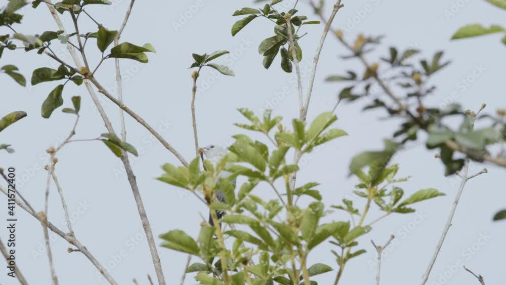 Tropical bird on a branch in Costa Rica Tropical bird on a branch in Costa Rica