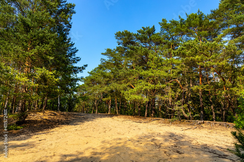 Summer landscape of mixed European forest thicket with touristic track in Puszcza Kampinoska Forest in Izabelin town near Warsaw in central Poland