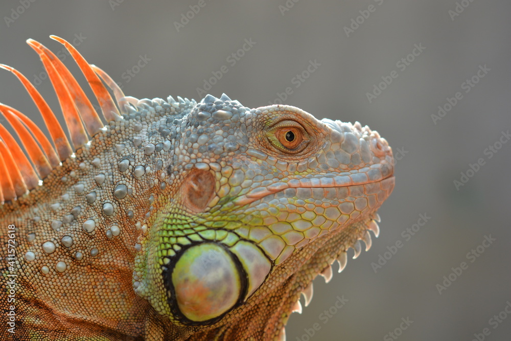 Fototapeta premium portrait of iguana