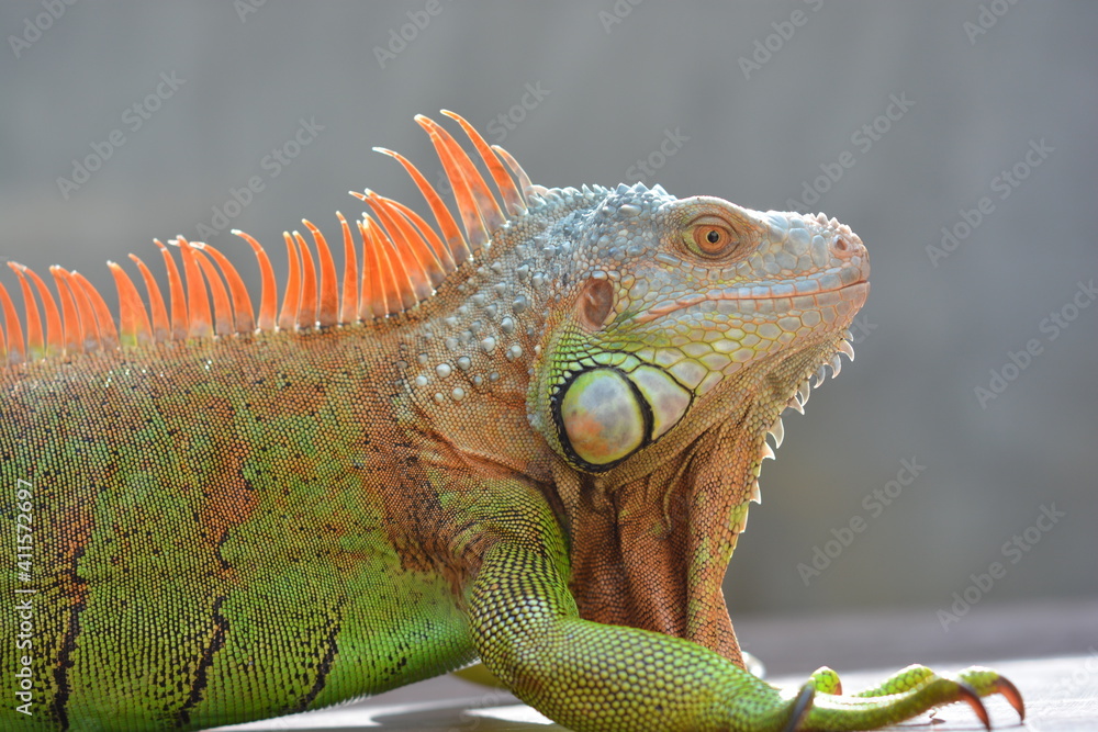 Fototapeta premium side portrait of red iguana