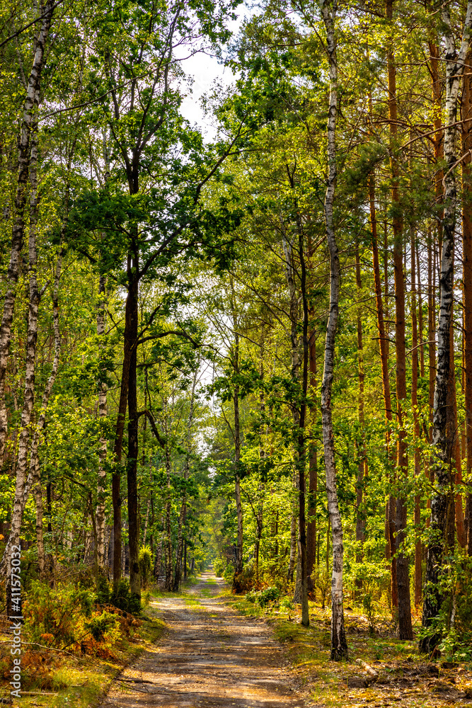 Fototapeta premium Summer landscape of mixed European forest thicket with touristic track in Puszcza Kampinoska Forest in Izabelin town near Warsaw in central Poland