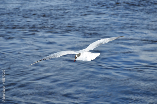 White seagull soaring above the water