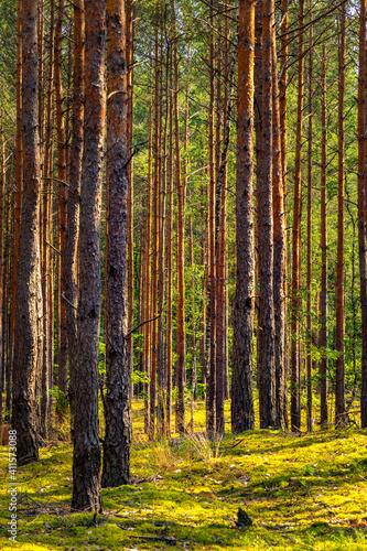 Summer landscape of mixed european forest thicket in Puszcza Kampinoska Forest in Izabelin town near Warsaw in central Poland