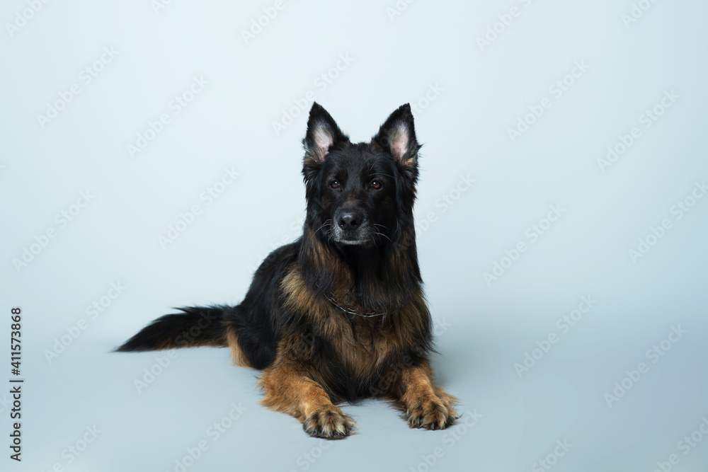 German long-haired shepherd dog lies on a gray isolated background in the Studio