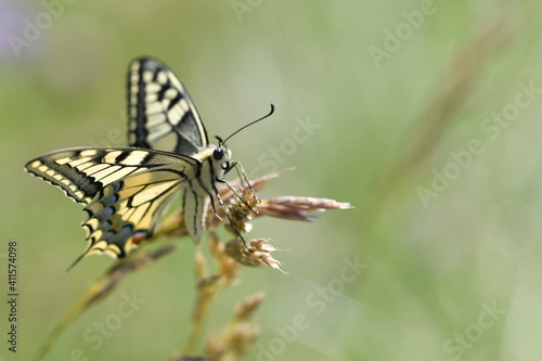 Schmetterlinge Falter