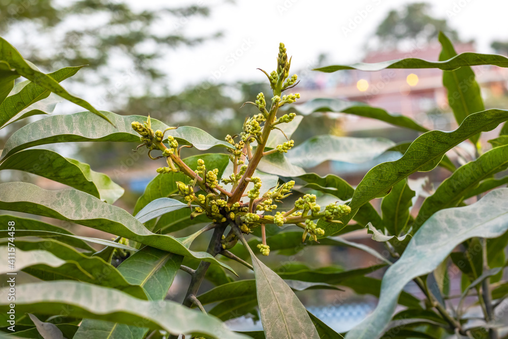 Fototapeta premium Growing mango flowers on the tree
