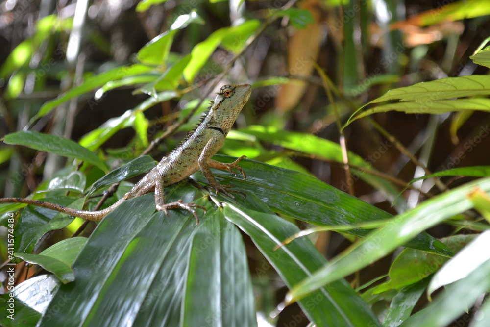 lézard lézard