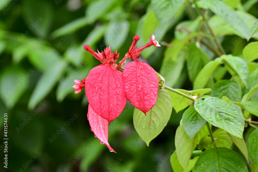 Red tropical flower in the garden on a background of green leaves. Red tropical flower in the garden on a background of green leaves.