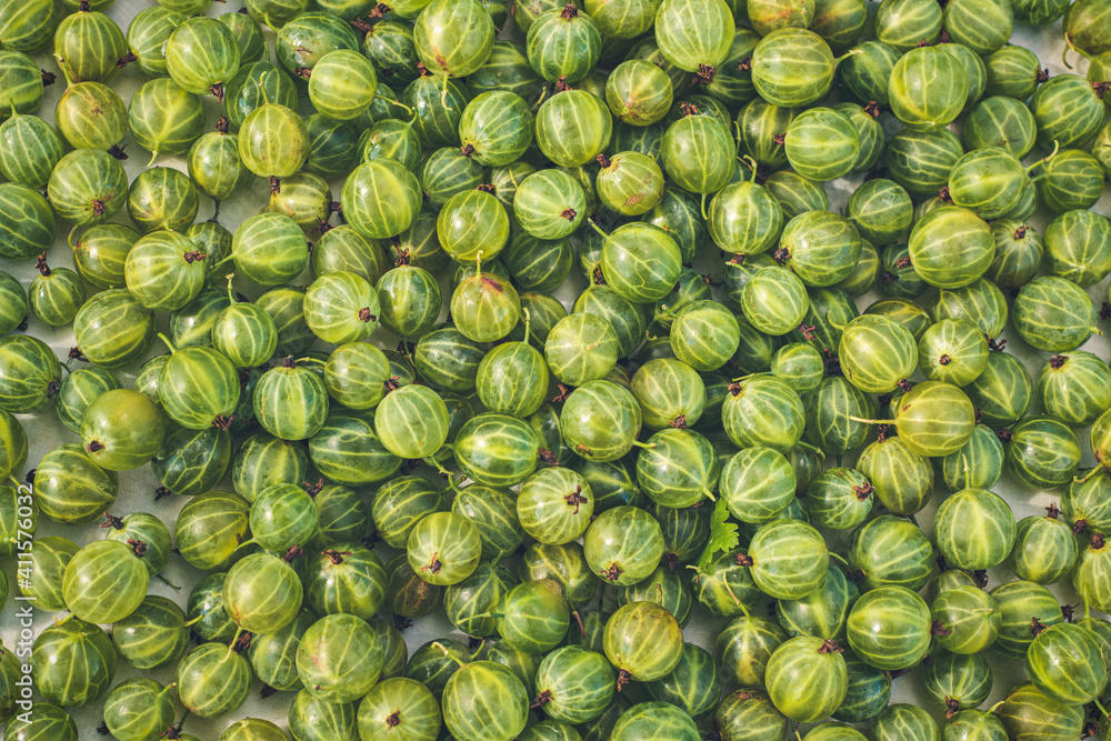 Food background. Lots of fresh, juicy bright green gooseberries. Home harvest. Food background. Lots of fresh, juicy bright green gooseberries. Home harvest.