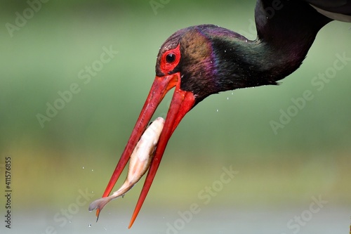 Black stork