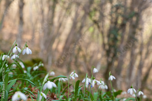 Close up pfoto of snowdrops in the woods, with a space for text. photo