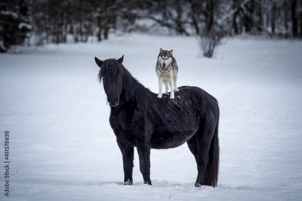 Husky dog riding on a black horse in winter scenery