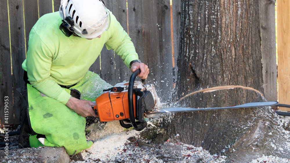 Lumberjack positions a chainsaw to cut down a tree Lumberjack positions a chainsaw to cut down a tree