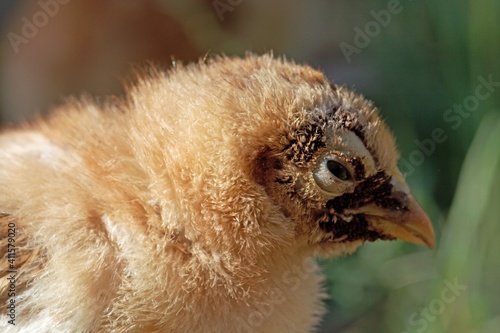 Chicken with a sticktight flea infestation photo