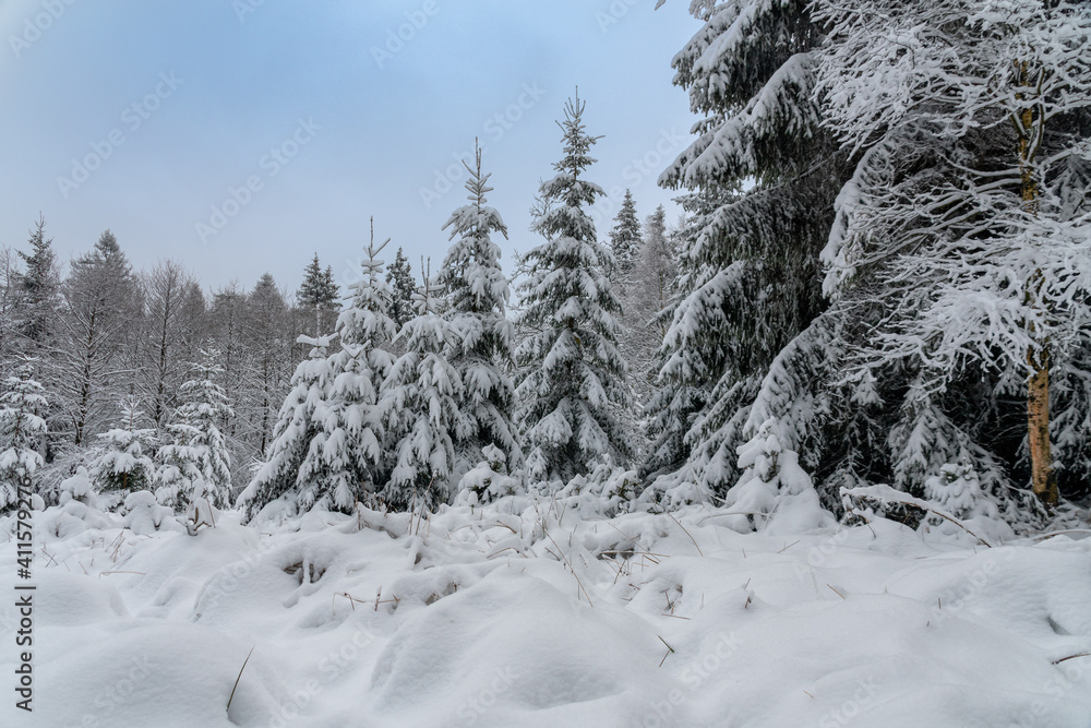 Winter im Harz auf dem Brocken, schneebedeckte Tannen im winter wonderland. Winter im Harz auf dem Brocken, schneebedeckte Tannen im winter wonderland.