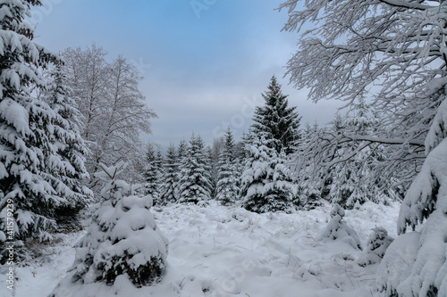 Winter im Harz auf dem Brocken, schneebedeckte Tannen im winter wonderland. 