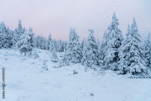 Winter im Harz auf dem Brocken, schneebedeckte Tannen im winter wonderland. © Jørgson Photography