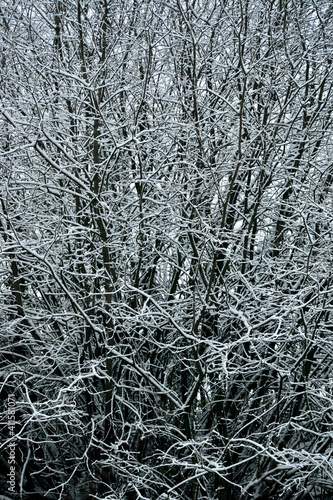 Branches in snow © Olya GY