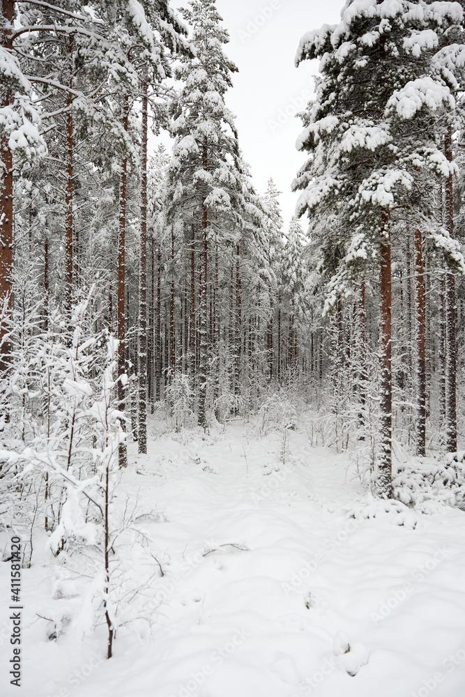 Snowy winter wonderland forest with snow covered trees and a foot path Snowy winter wonderland forest with snow covered trees and a foot path
