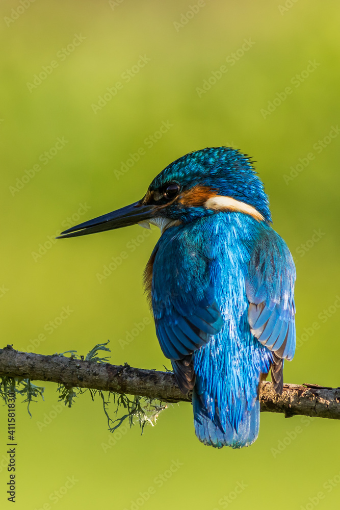 Obraz premium kingfisher (Alcedo atthis)