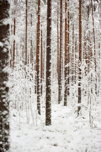 snow covered pine forest