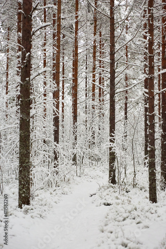 snow covered pine forest with path