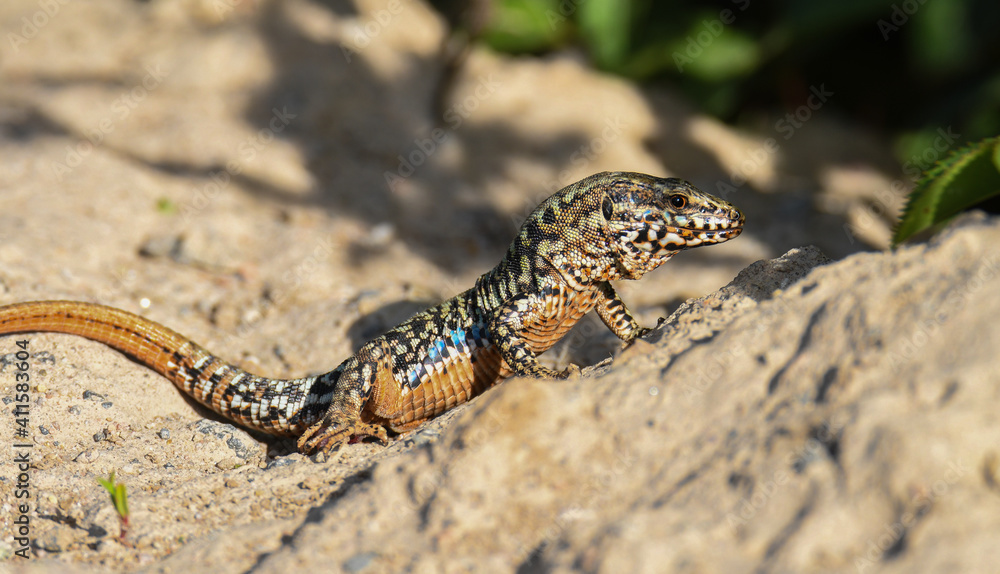 Männliche Mauereidechse (Podarcis muralis). Um große Bauvorhaben zu realisieren, müssen oftmals Eidechsen umgesiedelt werden. Zu den häufig umgesiedelten Arten in Deutschland gehört die Mauereidechse. Männliche Mauereidechse (Podarcis muralis). Um große Bauvorhaben zu realisieren, müssen oftmals Eidechsen umgesiedelt werden. Zu den häufig umgesiedelten Arten in Deutschland gehört die Mauereidechse.