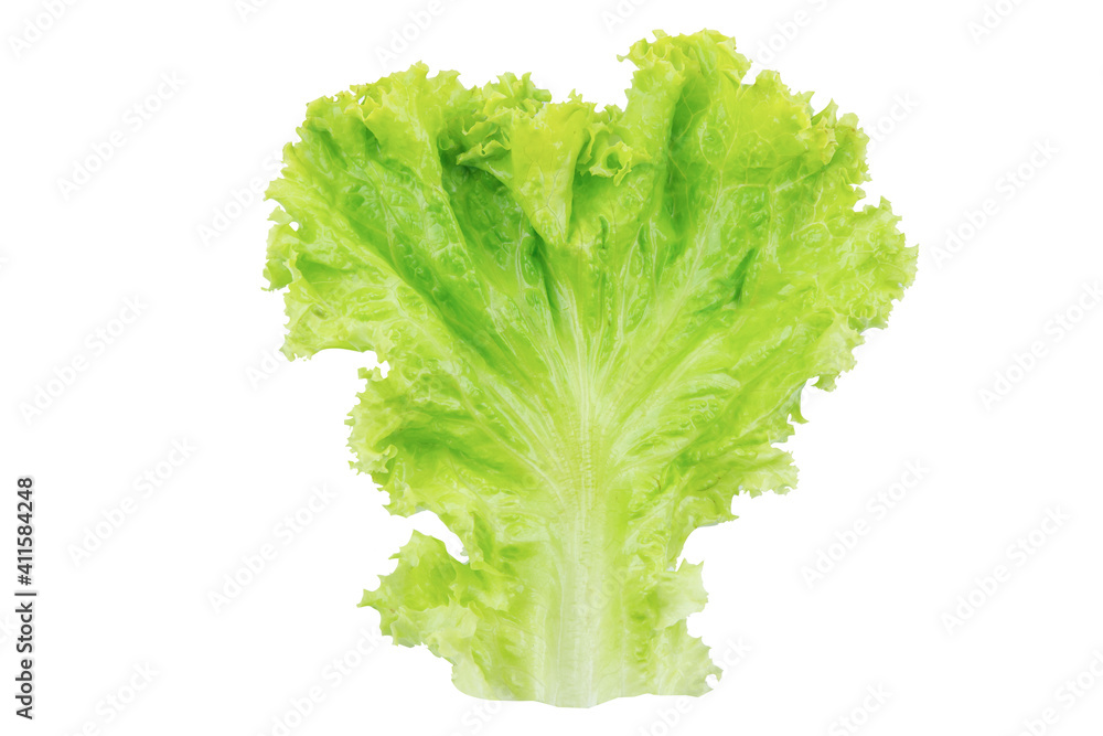 Lettuce. Salad leaf isolated on white background with clipping path Lettuce. Salad leaf isolated on white background with clipping path