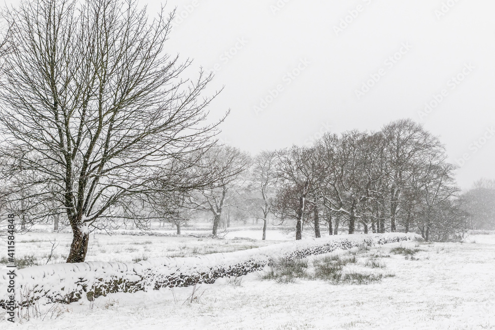 Fototapeta premium Snow covers the landscape