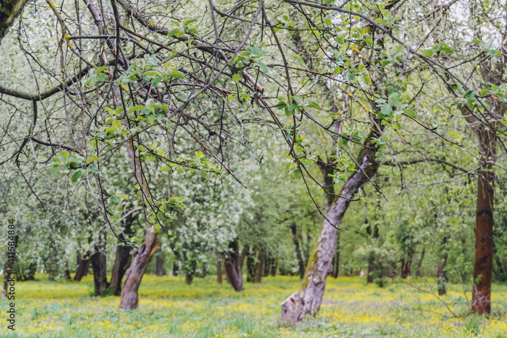 flowering trees in the spring park, yellow flowers in the park flowering trees in the spring park, yellow flowers in the park