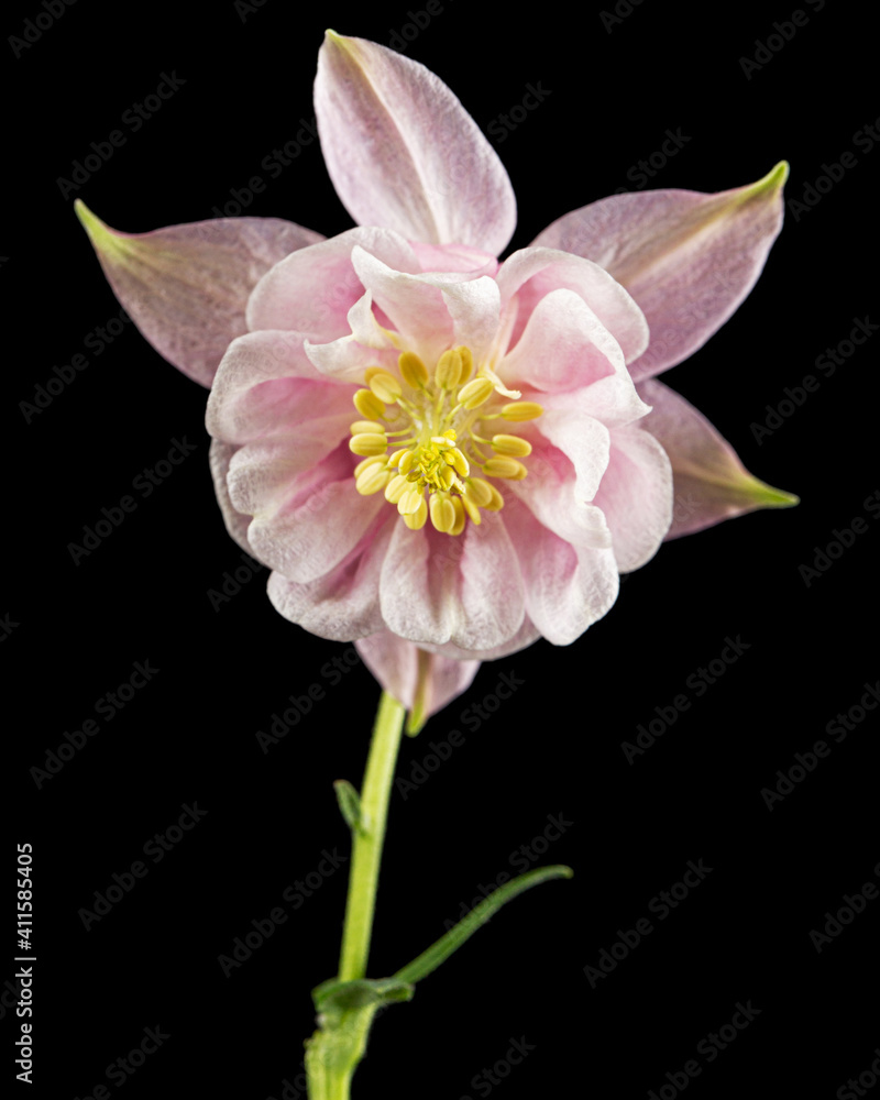 Rosy flower of aquilegia, blossom of catchment closeup, isolated on black background