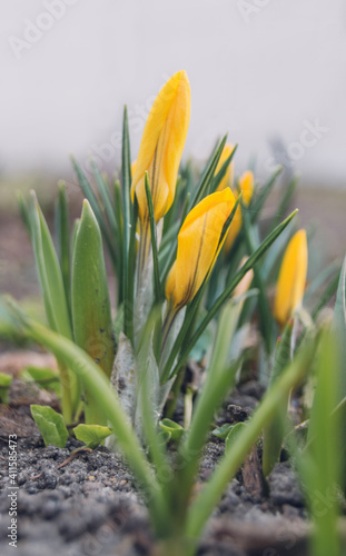 Yellow crocuses bloom in the garden, early spring flowers, background