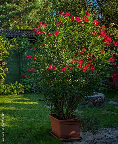 Nice red oleander in the ga...