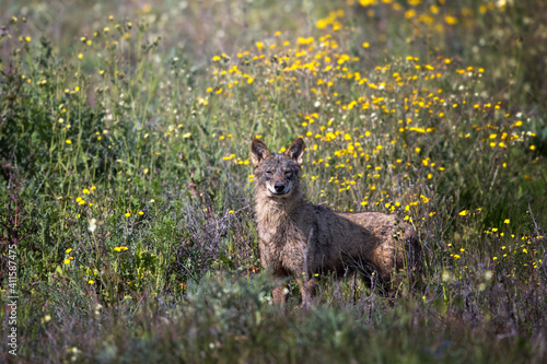 Iberian Wolf in flower field