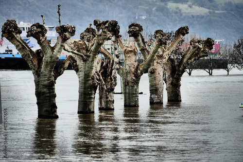 Bäume stehend im Hochwasser photo