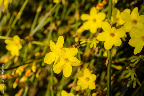 Tiny yellow blooming flowers, Jasminum nudiflorum, the winter jasmine 
