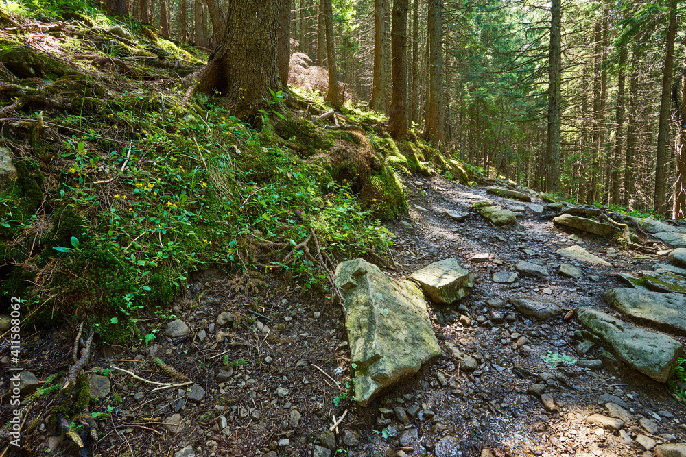 Fototapeta premium Eco-tourism rocky trail trough forest