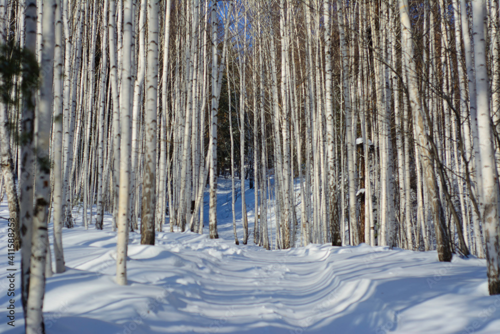 Fototapeta premium winter forest in winter