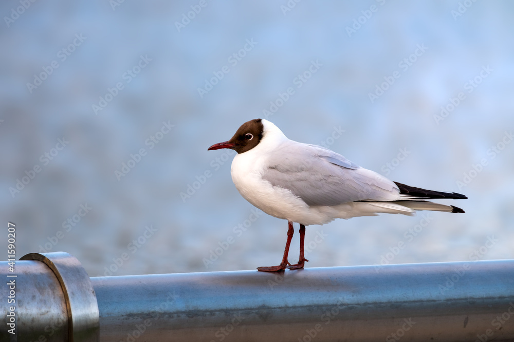 Obraz premium Black-headed gull close-up stands in front of the lake. Selective Focus