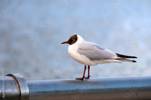 Black-headed gull close-up stands in front of the lake. Selective Focus