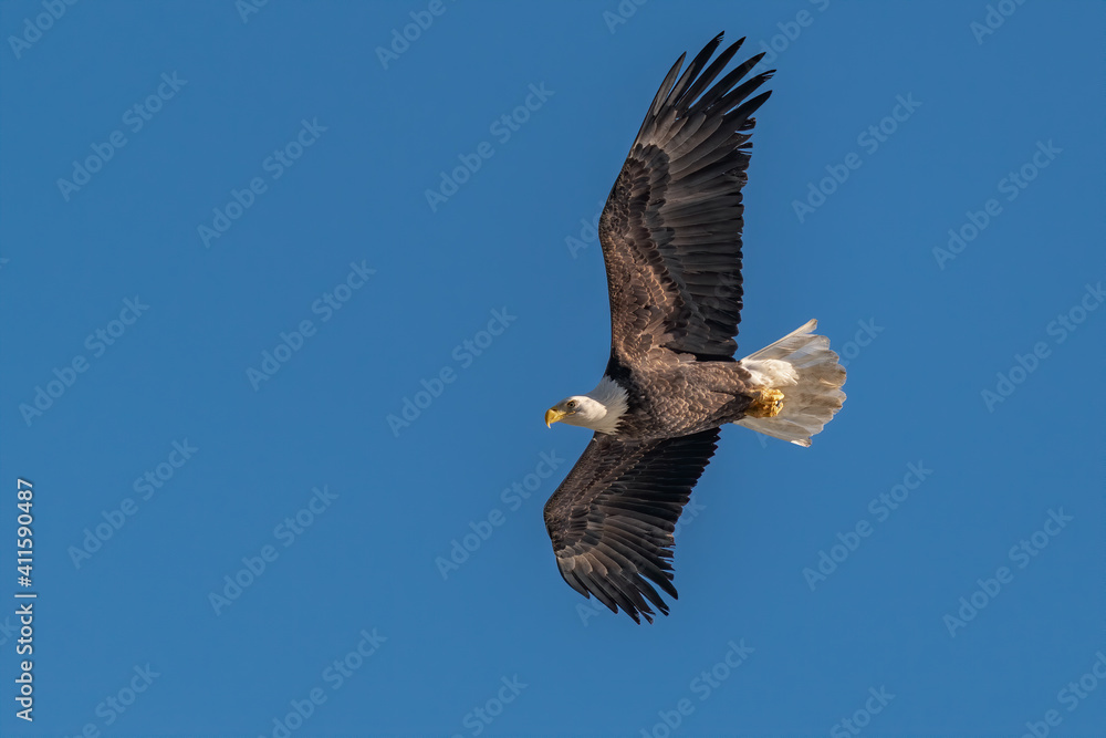 Bald Eagle Flying over the Susquehanna River Bald Eagle Flying over the Susquehanna River