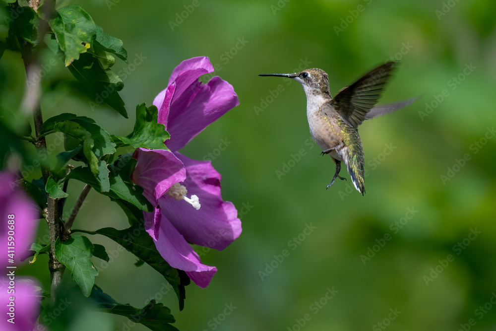 Obraz premium A Beautiful Ruby Throated Hummingbird feeding on a Wild Flower