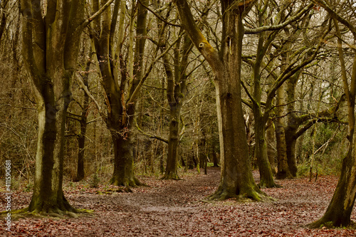 Autumn trees along a path in the wood  Coventry  England  UK