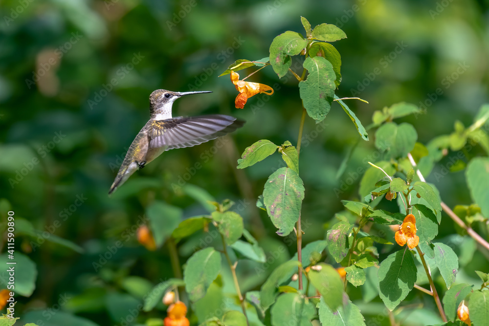 Naklejka premium A Beautiful Ruby Throated Hummingbird feeding on a Wild Flower