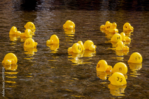 rubber ducks floating in a river photo